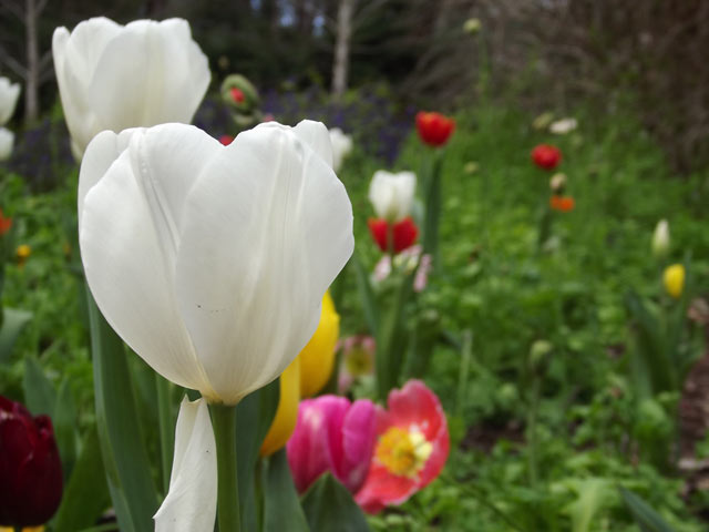 Tulips at Araluen Botanic Park in Roleystone