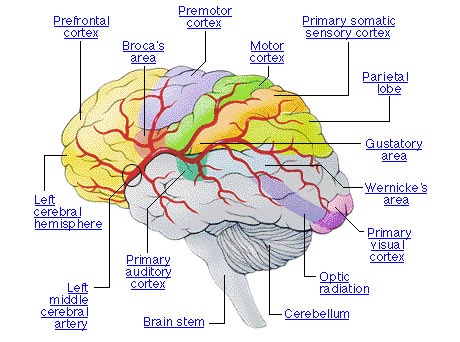 The brain