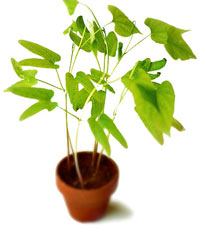 green plant